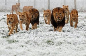 lions2